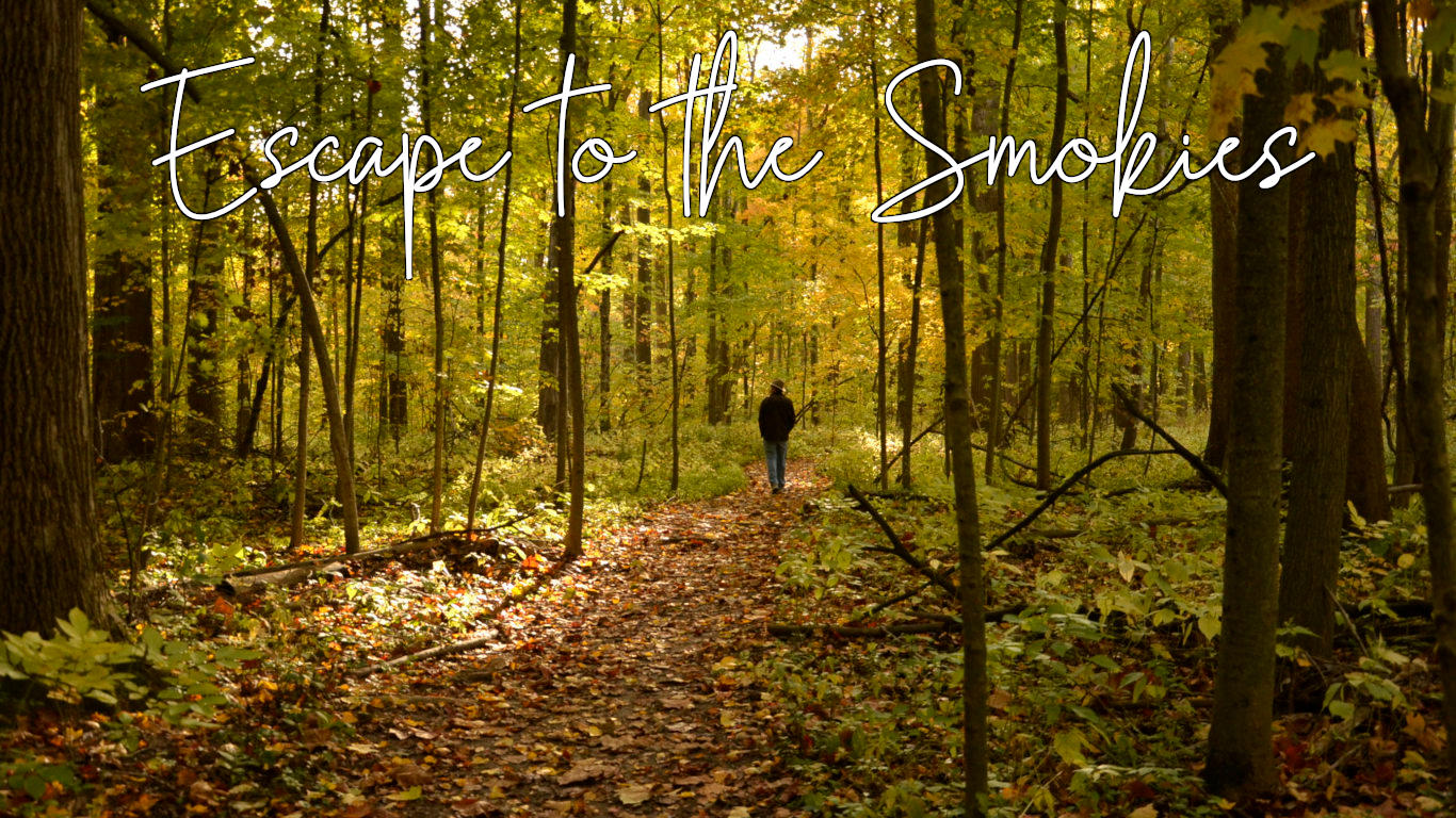A walk in the woods